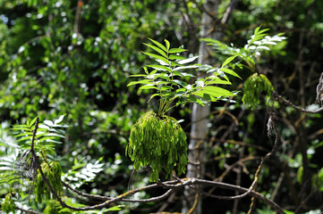 green fruits of an ash tree