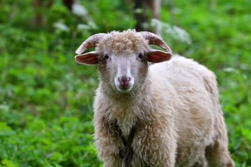 baby sheep lamb grazing the grass and leafs
