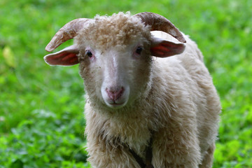 baby sheep lamb grazing the grass and leafs