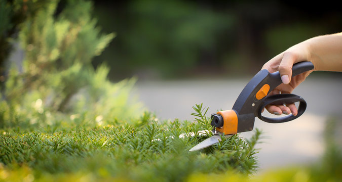 Cutting lawn with scissors in hard-to-reach places, gardener professional
