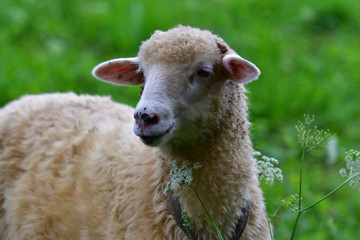 baby sheep lamb grazing the grass and leafs