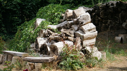 Obraz premium Baum reste.