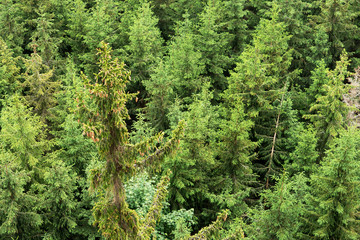 Fototapeta premium Forest area aerial view
