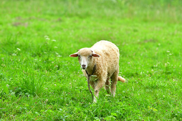 Obraz na płótnie Canvas baby sheep lamb grazing the grass and leafs
