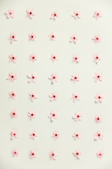 Floral pattern of cherry flowers