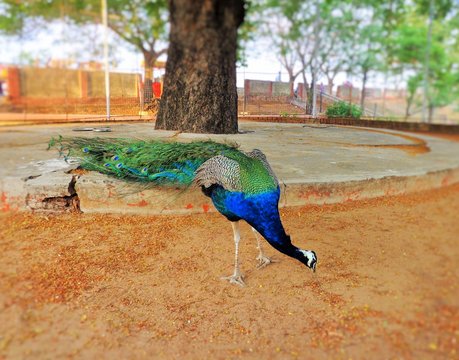 A peacock in the public park in Jharkhand state of India. This picture was taken on 02.07.2011. Time 3:05 p.m