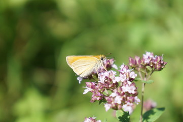 motyl ,motyl na kwiatach ,motyl na oregano ,kwiaty oregano © LBanacki