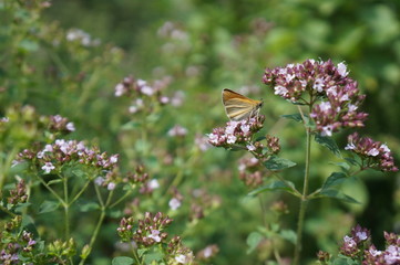 motyl ,motyl na kwiatach ,motyl na oregano ,kwiaty oregano © LBanacki