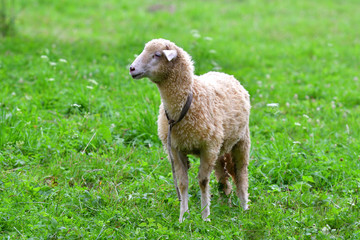 baby sheep lamb grazing the grass and leafs