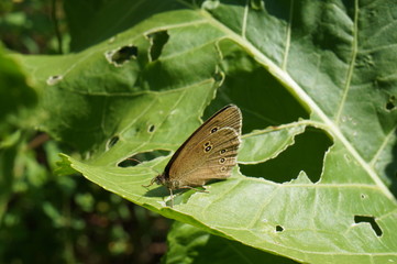 Motyl ,motyl na liściu flora i fauna 