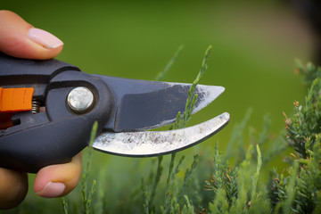 The gardener's hand cuts the unnecessary twig of the yew with a secateur, close up