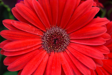 Bright Red Daisy Flower