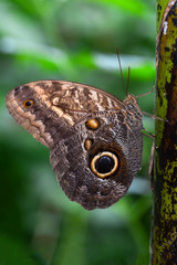 Obraz premium Closeup beautiful butterfly & flower in the garden.