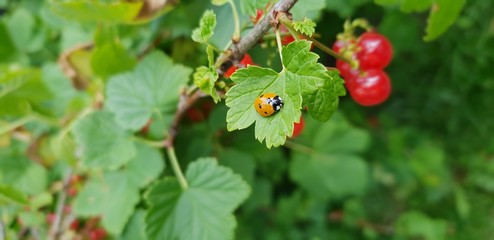 Ladybird on a leaf