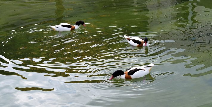 Grupo de 3 patos cazando en un r&iacute;o