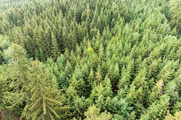 Forest area aerial view