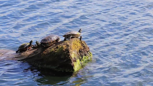 group of turtles on log one jumps back in water
