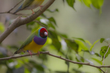Gouldian Finch