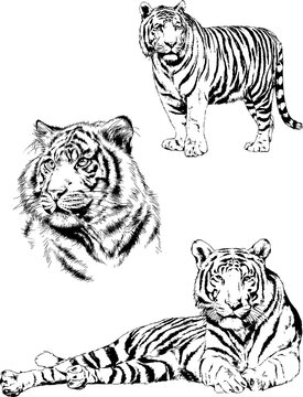 large striped tiger drawn ink sketch in full growth