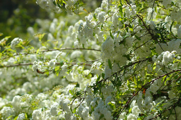 White blossoms covering a tree. young green leaves can also be seen.