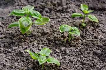 Little Spice Basil sprouts on a vegetable bed