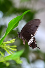  Closeup  beautiful butterfly  & flower in the garden.