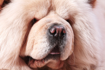 Chinese white chow chow