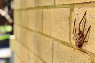 Hunstman Spider