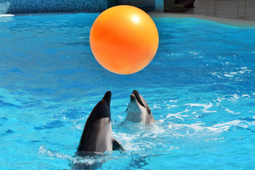 Naklejka premium dwa delfiny bawią się dużą pomarańczową piłką