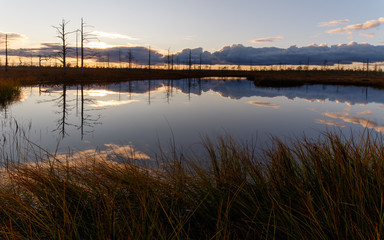 Fototapeta na wymiar Landscape in the swamp. Sunset, lake, grass, dry trees