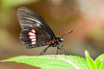  Closeup  beautiful butterfly  & flower in the garden.
