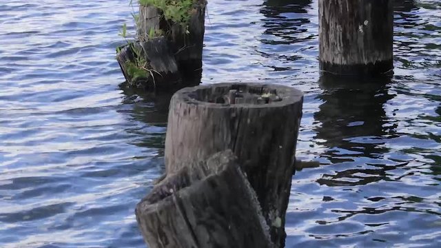 small tree growing in piling