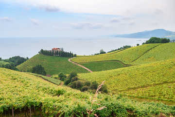 Fototapeta na wymiar rolling vineyard landscape at getaria town, located at Basque Country, Spain
