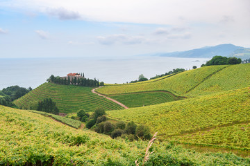 Fototapeta premium rolling vineyard landscape at getaria town, located at Basque Country, Spain
