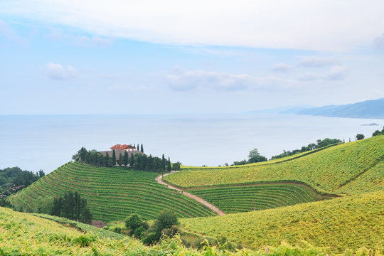 rolling vineyard landscape at getaria town, located at Basque Country, Spain