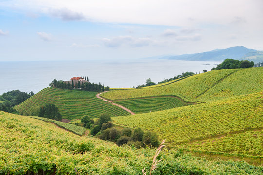 rolling vineyard landscape at getaria town, located at Basque Country, Spain