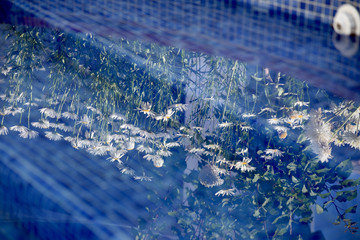 reflections of daisies in the water of a pool