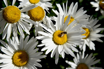 daisies with insect close up