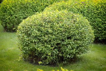 Spirea bush, used in landscape design. It is possible to give an arbitrary shape to the pruning