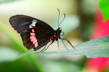 Fototapeta na wymiar Closeup beautiful butterfly & flower in the garden.