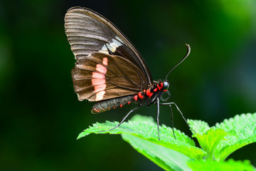  Closeup  beautiful butterfly  & flower in the garden.
