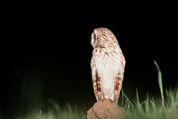 Short-eared Owl in the night on the ground on hunting