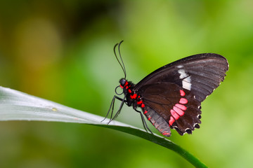  Closeup  beautiful butterfly  & flower in the garden.