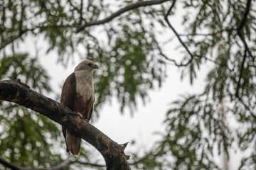 Eagle Pose 6