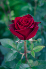 Dark red rose on the stem in garden