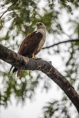 Eagle Pose