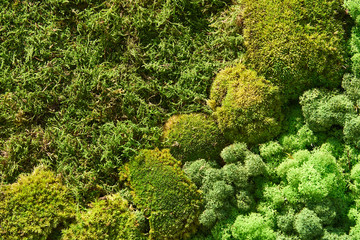 Composition of various types of moss. Background, texture