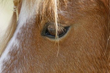 horse detail