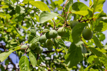 Ripening apples. A good crop of apples