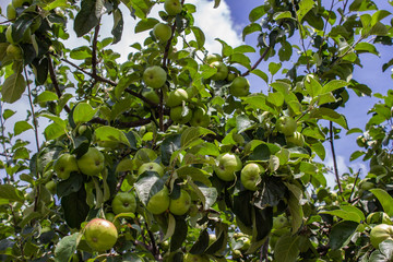 Ripening apples. A good crop of apples